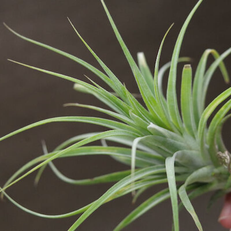 ローランドゴッセリニー × イオナンタギガンテ 03号 | air-plants TENGU-DO