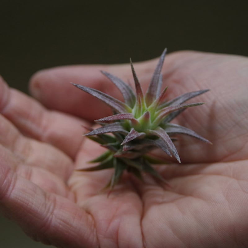 Vanhyningii minor × Apretado 速達発送 イオナンタ バンハイニンギー ミノール 03号 | air-plants TENGU-DO