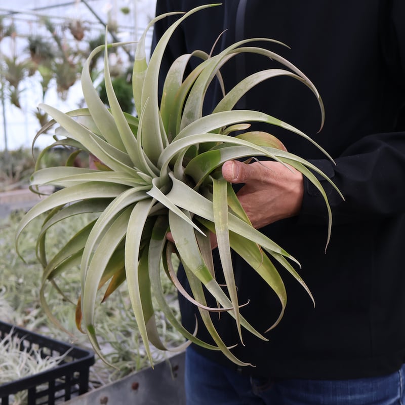 超希少❗️超特大❗️チランジア　カピタータ　シルバーローズ✨ カピタータ シルバーローズ XLサイズ 17号 | air-plants TENGU-DO