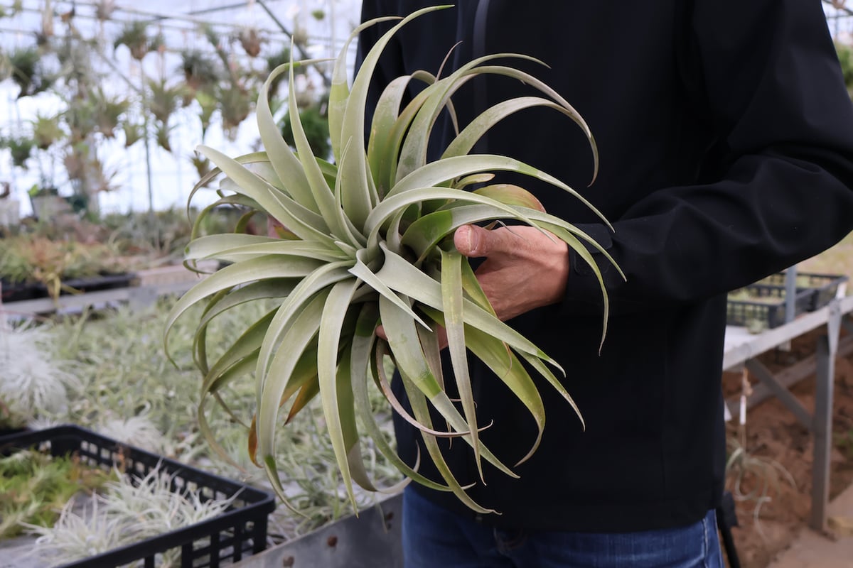 カピタータ シルバーローズ XLサイズ 17号 | air-plants TENGU-DO