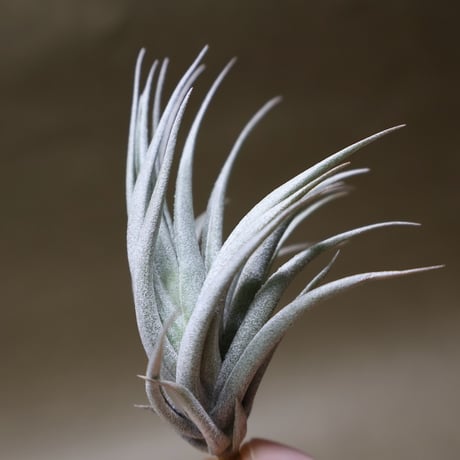 カルミネア 21号 | air-plants TENGU-DO