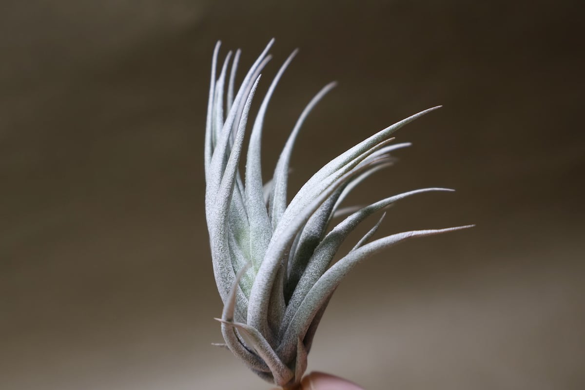 カルミネア 21号 | air-plants TENGU-DO