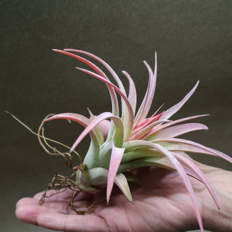 キセログラフィカ × イオナンタバンハイニンギー 01号 | air-plants