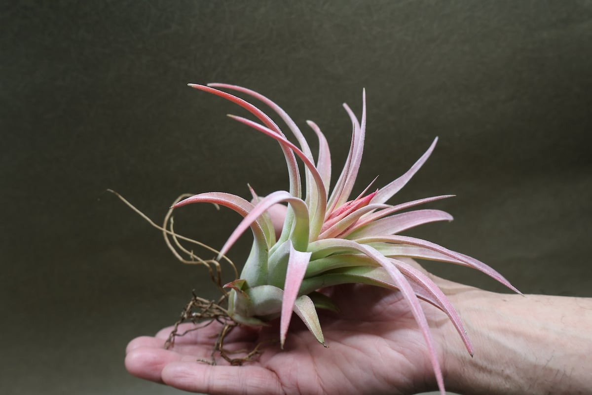 キセログラフィカ × イオナンタバンハイニンギー 01号 | air-plants