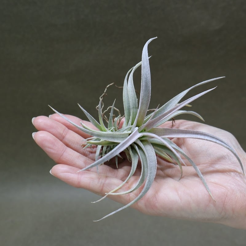 チアペンシス ギガンテスコ 21号 | air-plants TENGU-DO