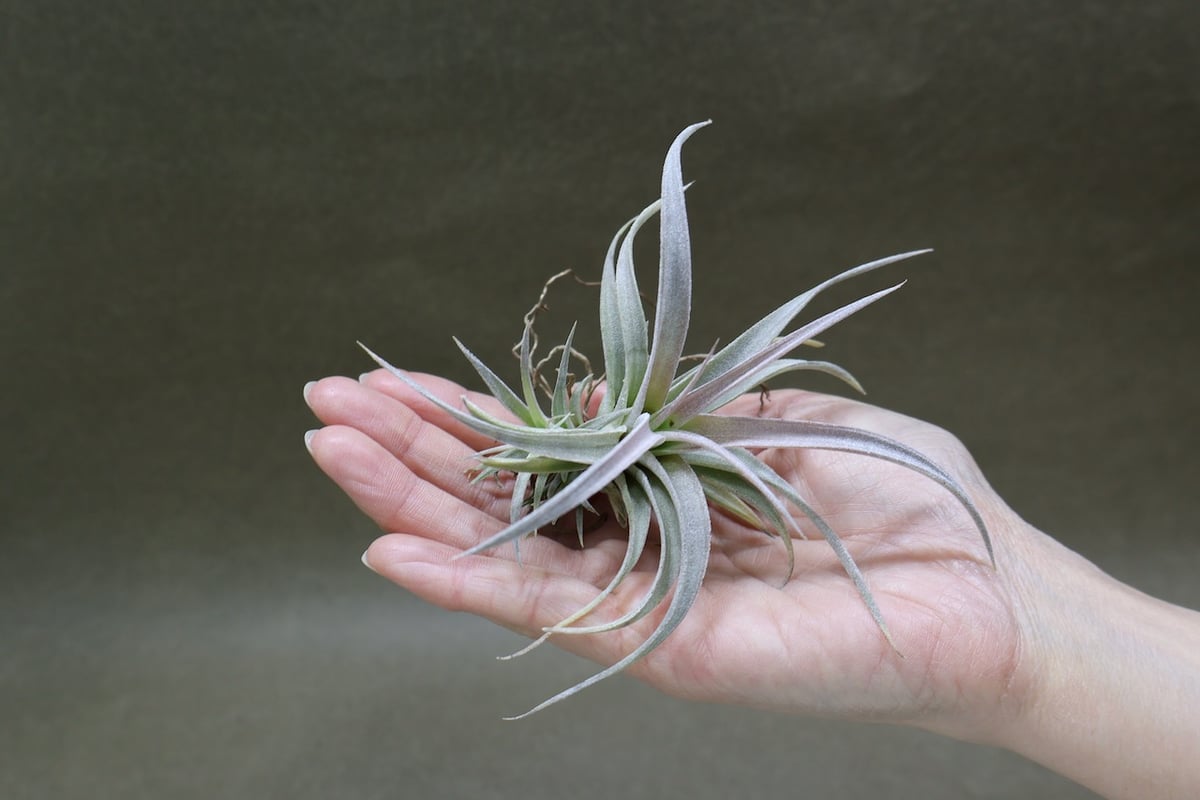 チアペンシス ギガンテスコ 21号 | air-plants TENGU-DO