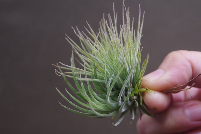 イオナンタ モンストローサ 14号 | air-plants TENGU-DO イオナンタ モンストローサ 14号 | air-plants TENGU-DO