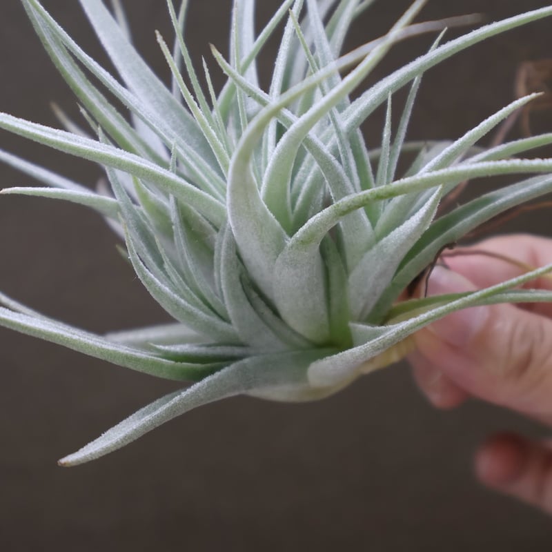 レクルビフォリア サブセクンディフォリア 21号 | air-plants TENGU-DO