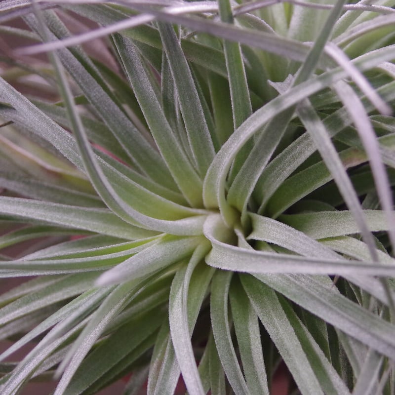 ストリクタ ステアリング クランプ 01号 | air-plants TENGU-DO