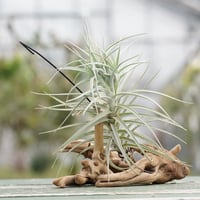 アエラントス テディベア 68号 | air-plants TENGU-DO