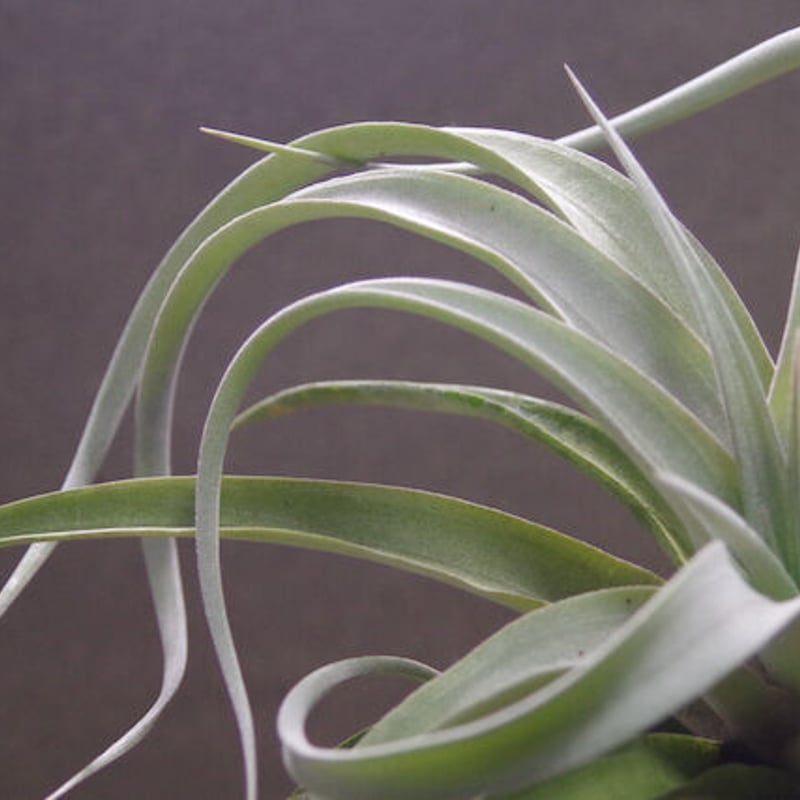 キセログラフィカ × チアペンシス 08号 | air-plants TENGU-DO