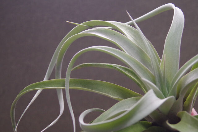 キセログラフィカ × チアペンシス 08号 | air-plants TENGU-DO