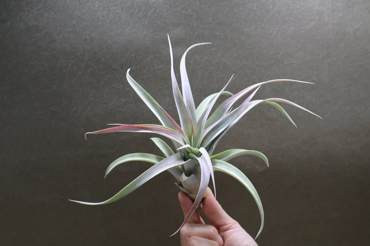 ブラキカウロス × キセログラフィカ 14号 | air-plants TENGU-DO