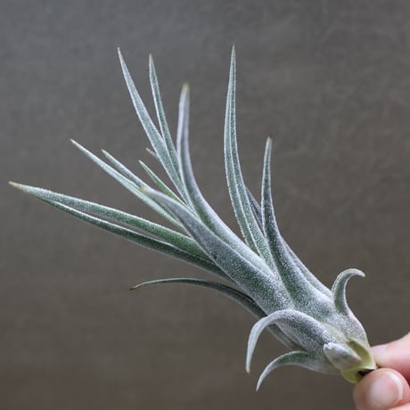 エアープランツ　ペイラノイ CATEGORY 品種名：M/N/O/P | air-plants TENGU-DO