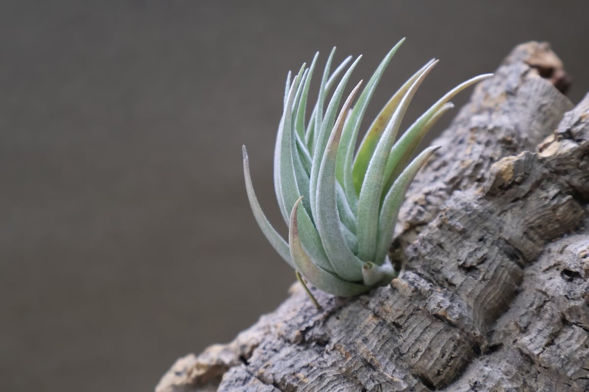 カルミネア 18号 | air-plants TENGU-DO