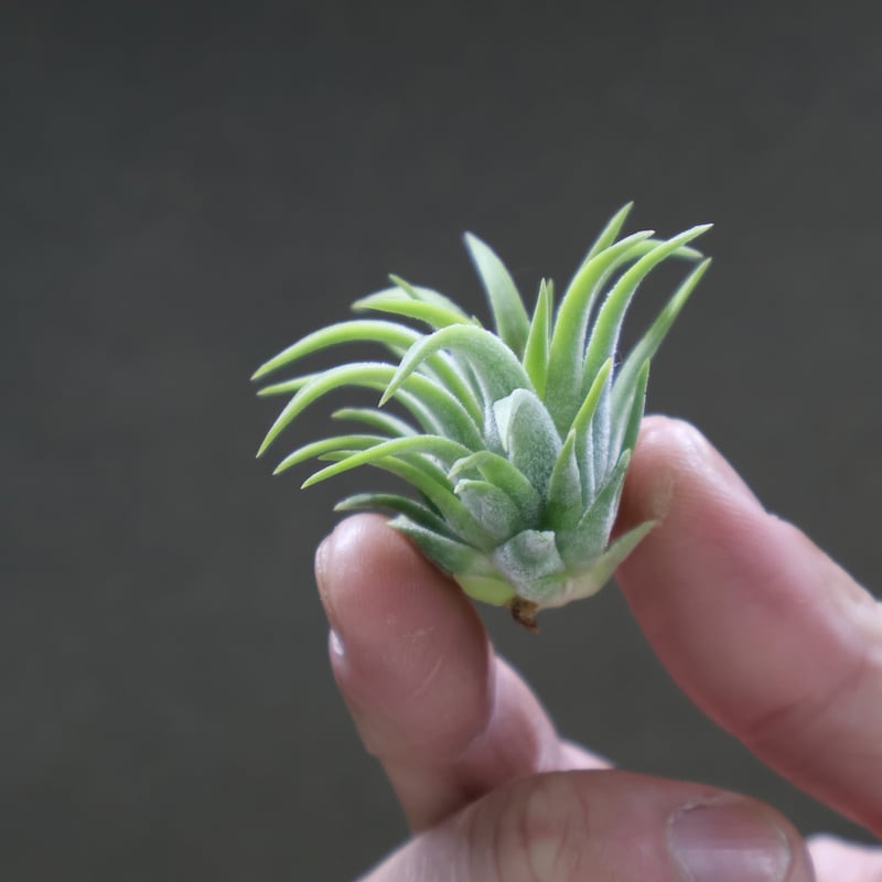 イオナンタ ロン レインフォレスト イオナンタ ロン レインフォレスト