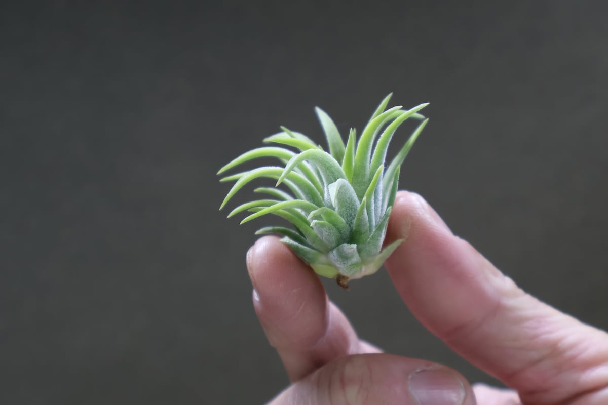 イオナンタ ロン Sサイズ 11号 | air-plants TENGU-DO