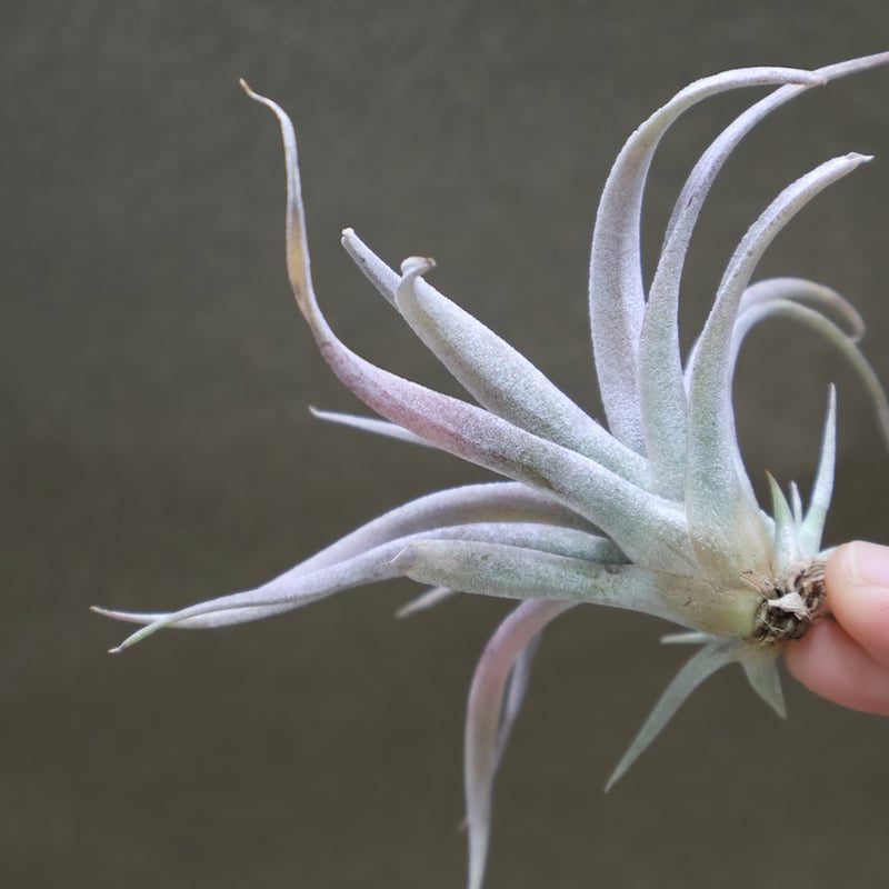 チアペンシス ギガンテスコ 13号 | air-plants TENGU-DO
