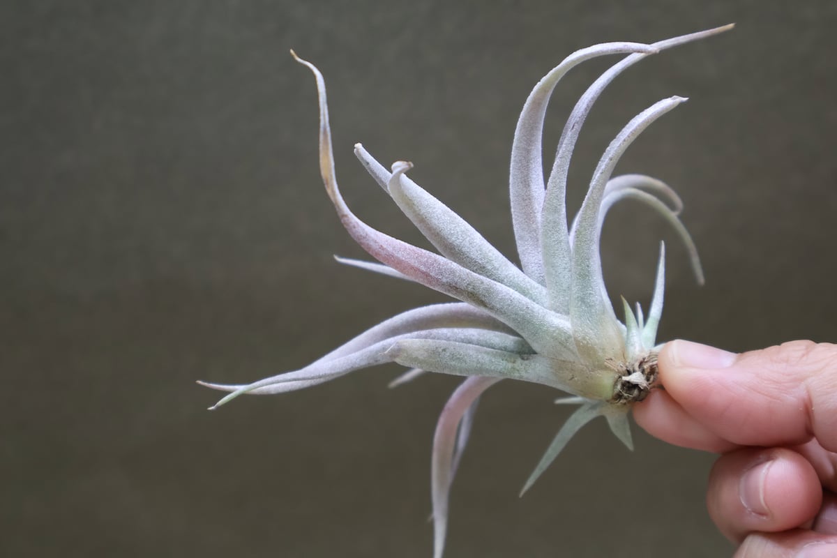チアペンシス ギガンテスコ 13号 | air-plants TENGU-DO