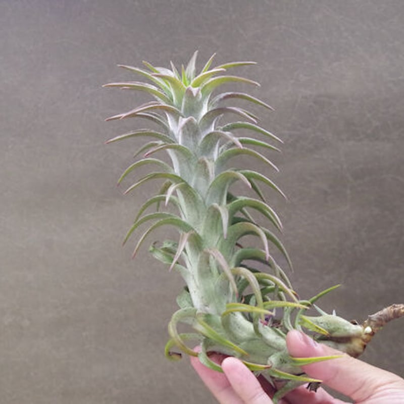 ☆SuperBig!!!!☆ Tillandsia ionantha van-hyningii Giant エアー