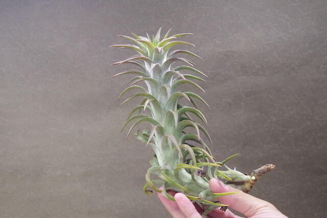 Ionantha vanhyningii 斑入り イオナンタ バンハイニンギー 現品) チランジア イオナンタ バンハイニンギー 斑入り (No