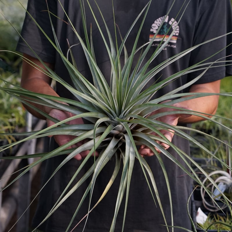 スタッフ特選】ファシクラータ・ロツンダータ 大株 | air-plants TENGU-DO