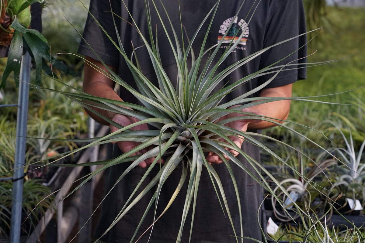 スタッフ特選】ファシクラータ・ロツンダータ 大株 | air-plants TENGU-DO