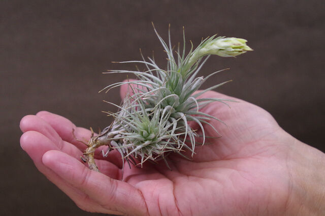 ヘテロモルファ ラウヒー 06号 | air-plants TENGU-DO ヘテロモルファ ラウヒー 06号 | air-plants TENGU-DO