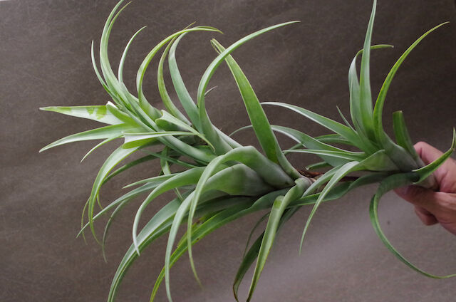 フレクスオーサ ヴィヴィパラ クランプ 05号 | air-plants TENGU-DO フレクスオーサ ヴィヴィパラ クランプ 05号 | air-plants TENGU-DO