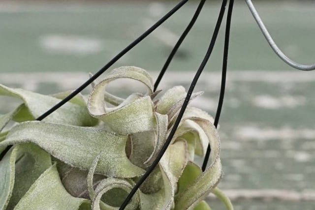 スタッフ特選】ストレプトフィラ Sサイズ | air-plants TENGU-DO