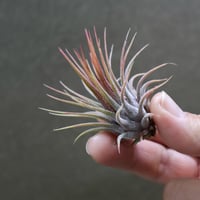 イオナンタ バンハイニンギー ミノール 03号 | air-plants TENGU-DO