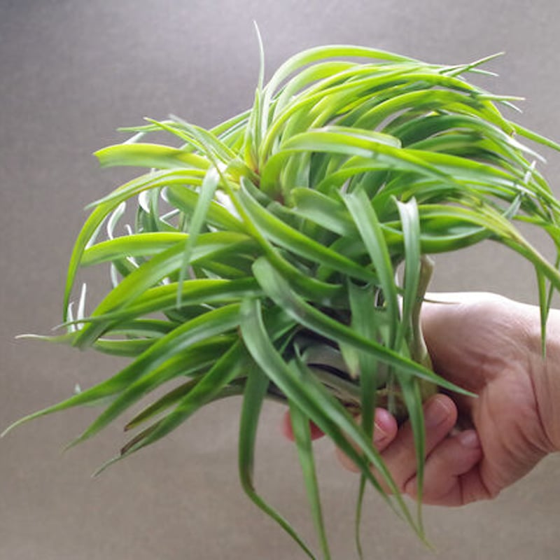 ブラキカウロス タイフーン 02号 | air-plants TENGU-DO