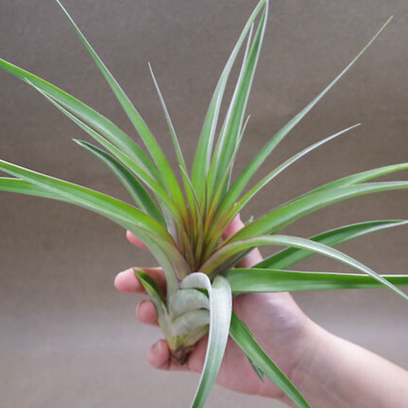 チランジア カピタータルブラ × ロシー 【公式通販】