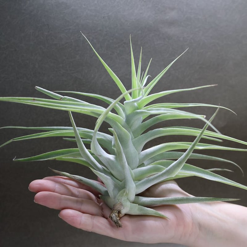 【SW6様】チランジア　カクティコラ SW6様】チランジア カクティコラ SW6様】チランジア