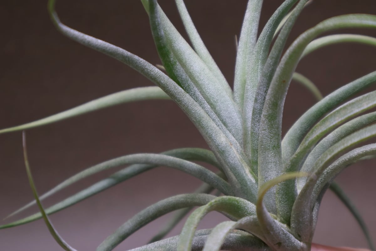 コンコロール×ストレプトフィラ Sサイズ19号 | air-plants TENGU-DO