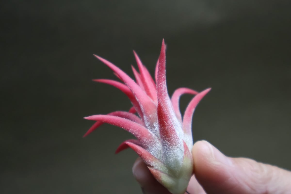 マヤンベース （ イオナンタ選抜種）13号 | air-plants TENGU-DO