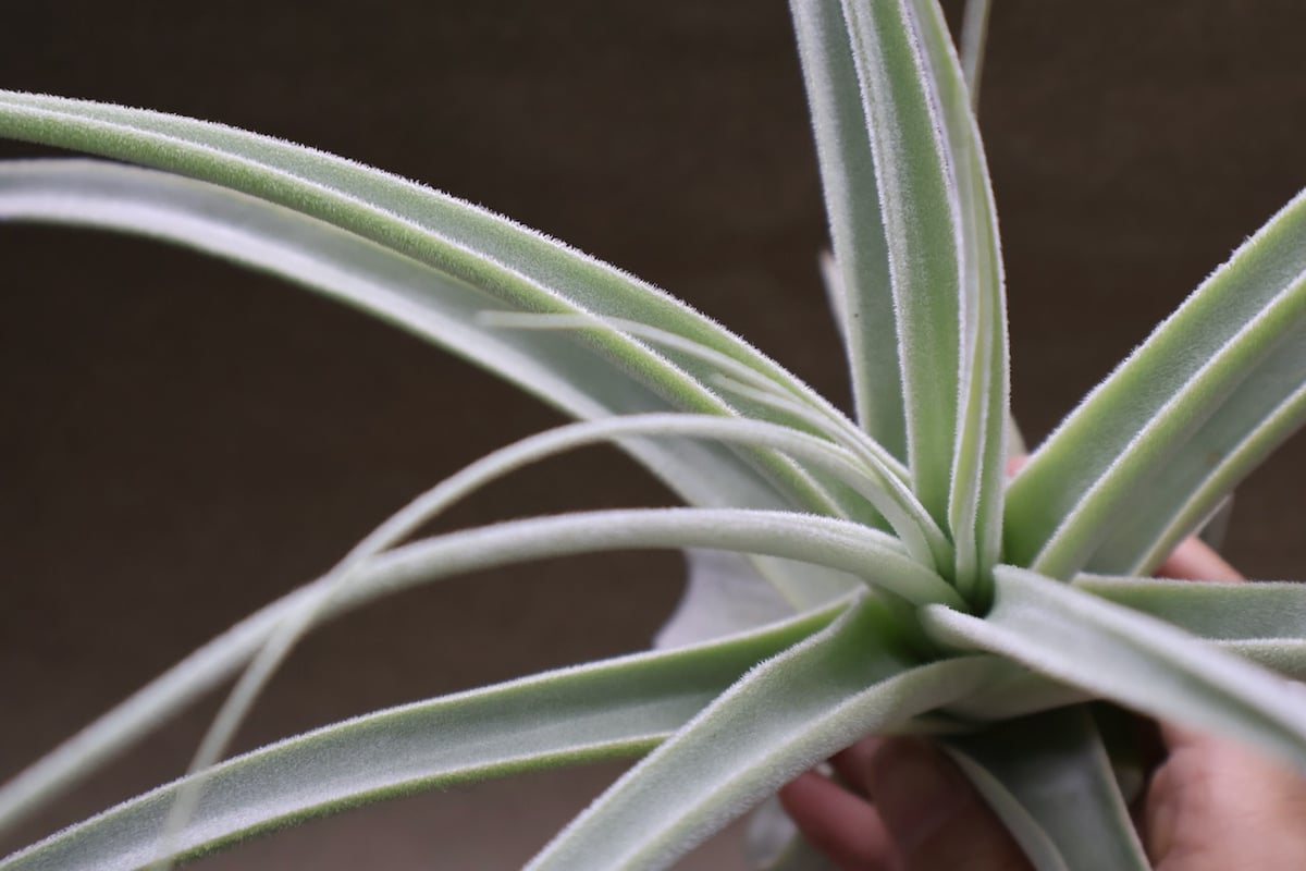 ストラミネア 16号 | air-plants TENGU-DO