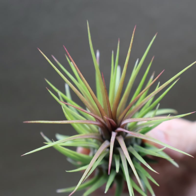 イオナンタ ロシータ ジャイアントクローン 03号 | air-plants