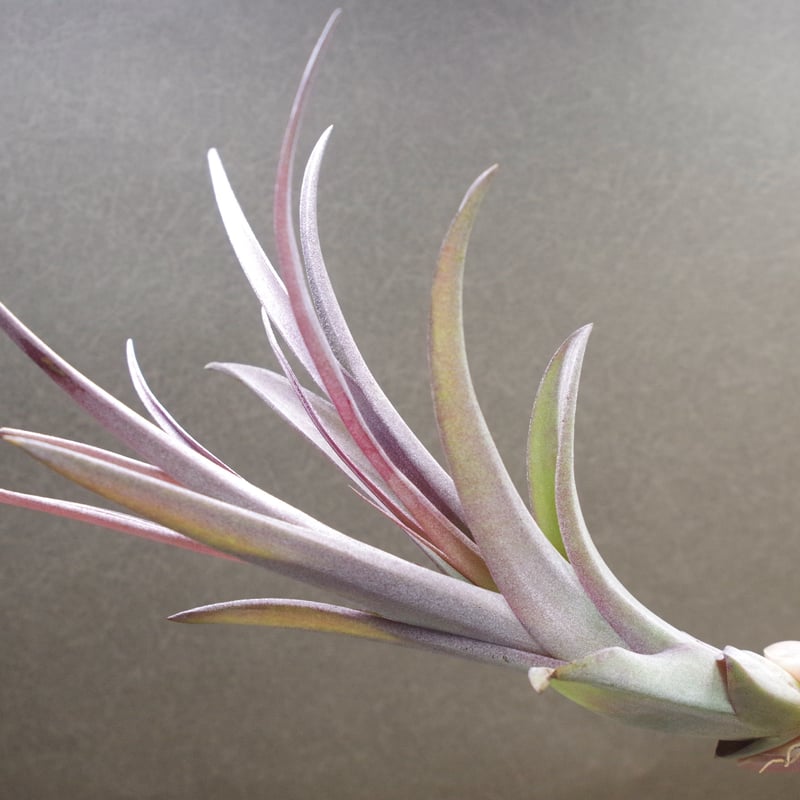 カピタータ×ストレプトフィラ Sサイズ 20号 | air-plants TENGU-DO