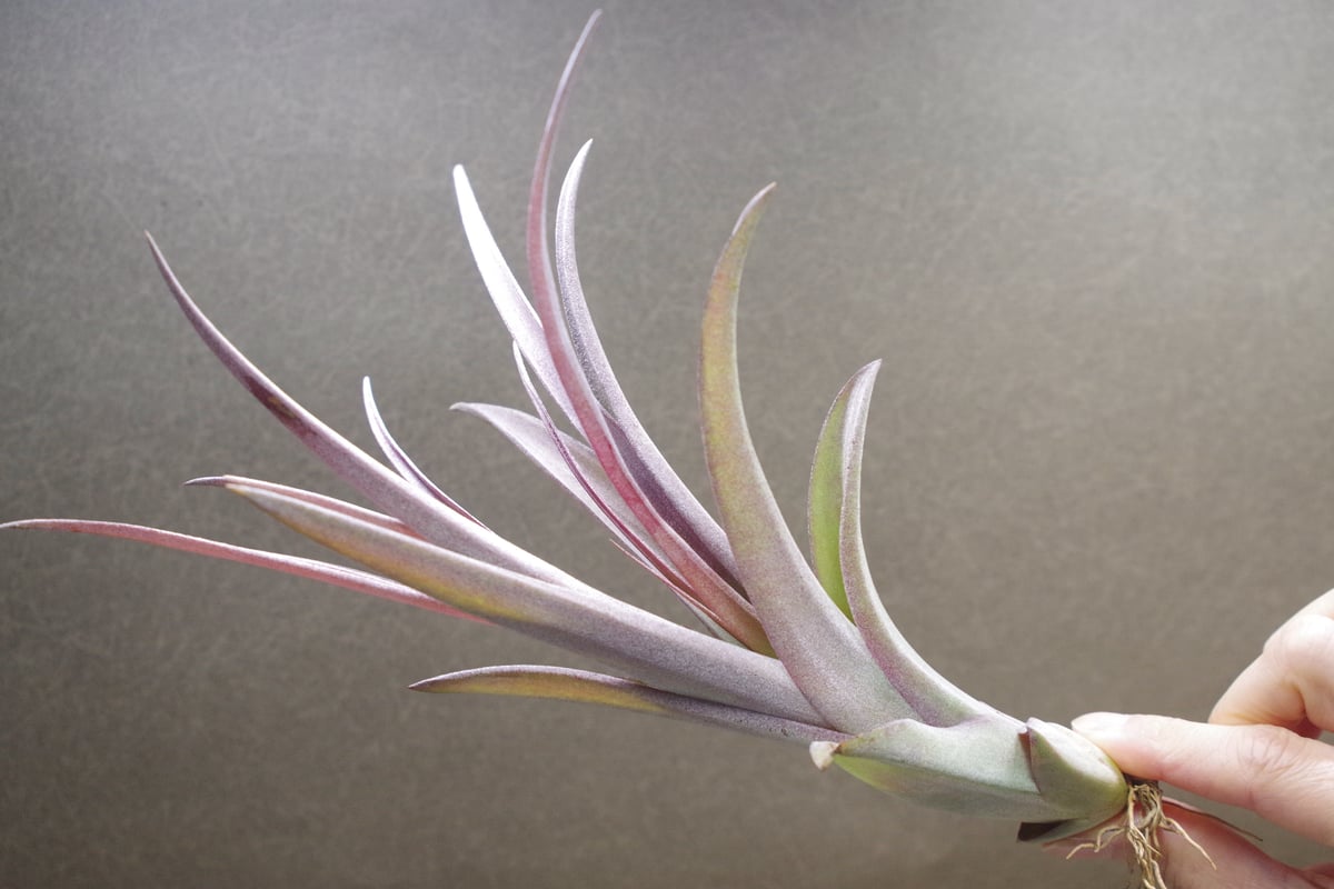 カピタータ×ストレプトフィラ Sサイズ 20号 | air-plants TENGU-DO