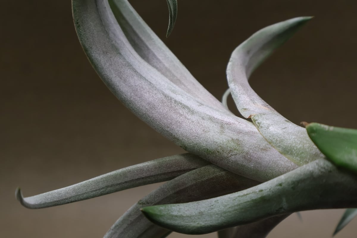 ココナッツグローブ（ チアペンシス × カピタータレッド ) 14号