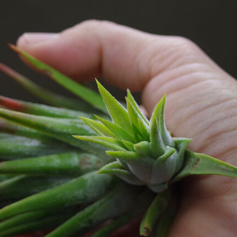 マヤントーテムポール 03号 | air-plants TENGU-DO