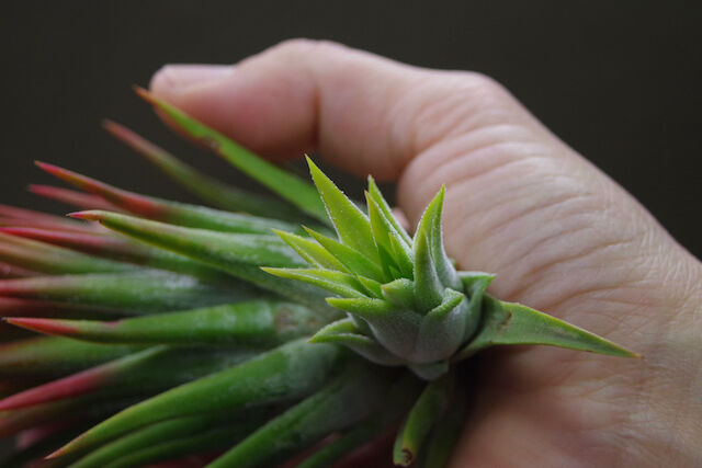 ブロメリア・エアープランツ Mayan Totem Pole fit=scale-down,w=1200