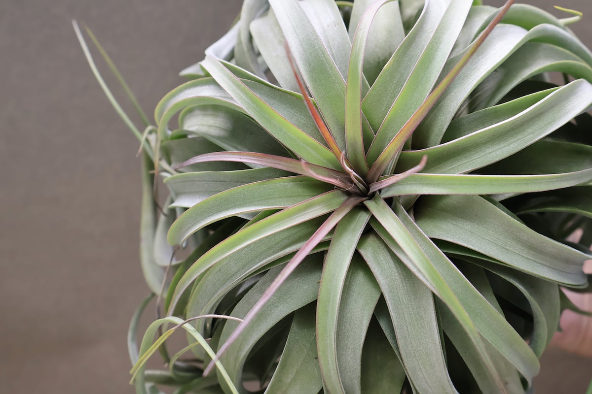 チランジア コンコロール × ストレプトフィラ セレクテッド チランジア コンコロール × ストレプトフィラ - メルカリ