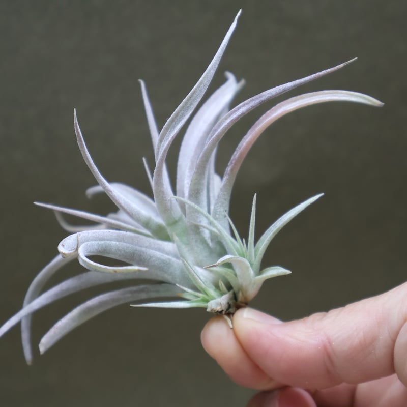 チアペンシス ギガンテスコ 13号 | air-plants TENGU-DO チアペンシス ギガンテスコ 13号 | air-plants TENGU-DO