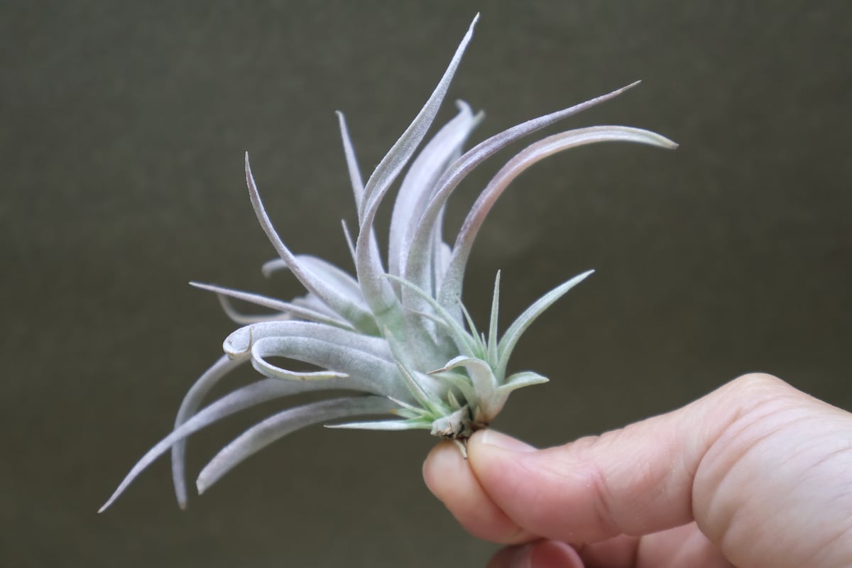 チランジア チアペンシス ギガンテスコ チランジア・チアペンシス・ギガンテスコ T. chiapensis gigantesco