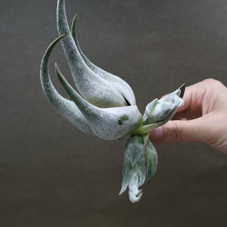 エアプランツ | STORES