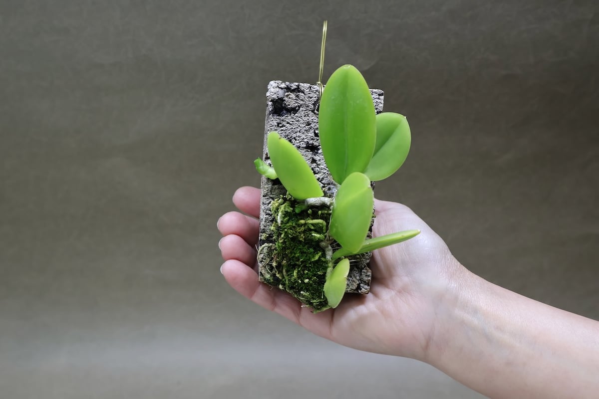 メイラシュリーム ウェンドランディー アルバ 01号 | air-plants TENGU-DO
