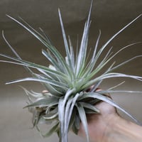 セレリアナ × ブルボーサ 10号 | air-plants TENGU-DO