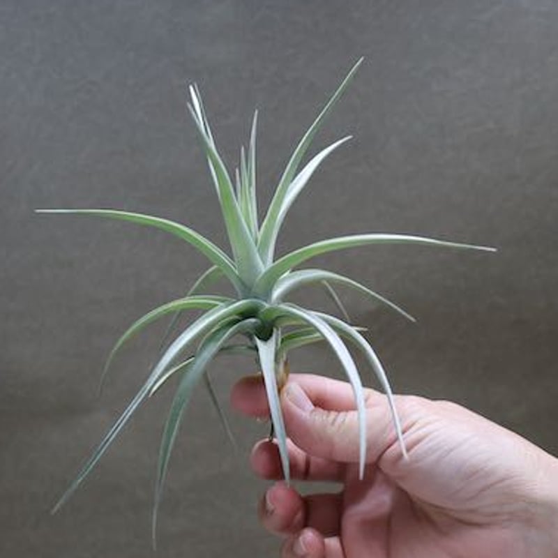 アエラントス ジャイアント 05号 | air-plants TENGU-DO